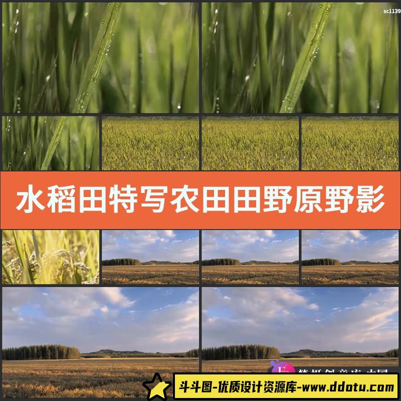 水稻田特写 农田 田野 原野 影视动态农业宣传片视频高清实拍素材-斗斗图