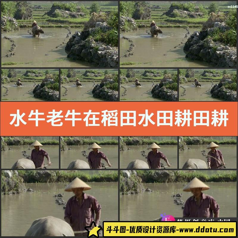 水牛老牛在稻田水田耕田耕地 高清宣传片视频素材-斗斗图