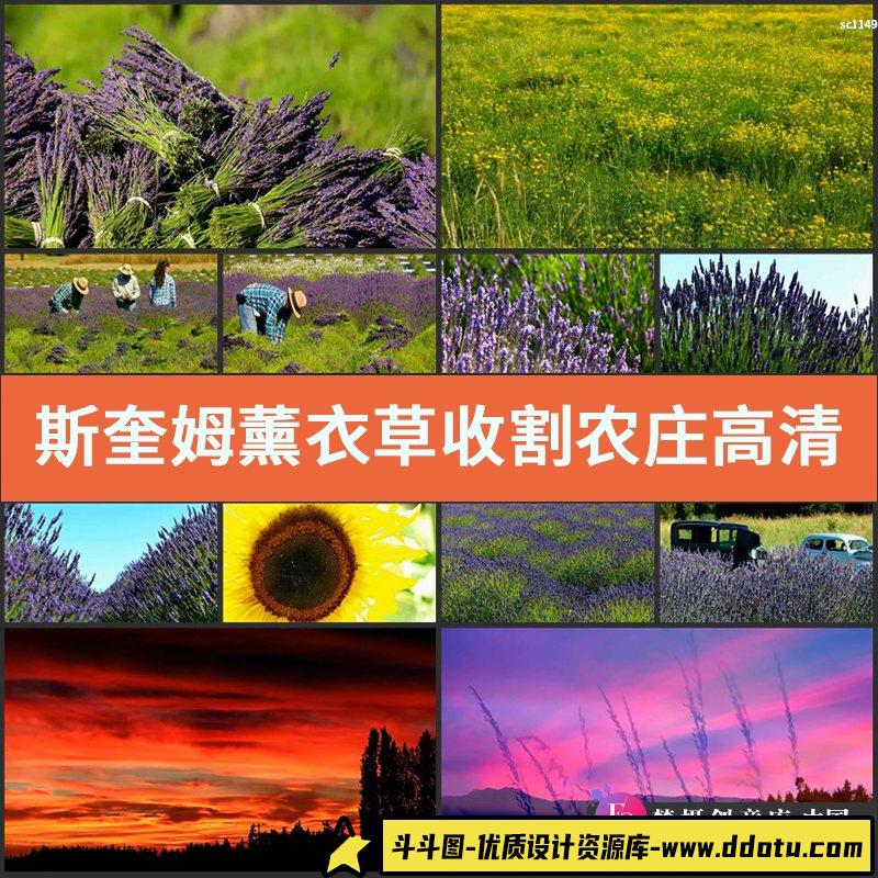 斯奎姆薰衣草收割农庄高清实拍视频素材唯美风光片-斗斗图