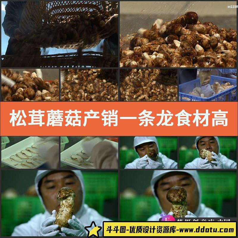 松茸 蘑菇 产销一条龙 食材 高清实拍视频素材-斗斗图