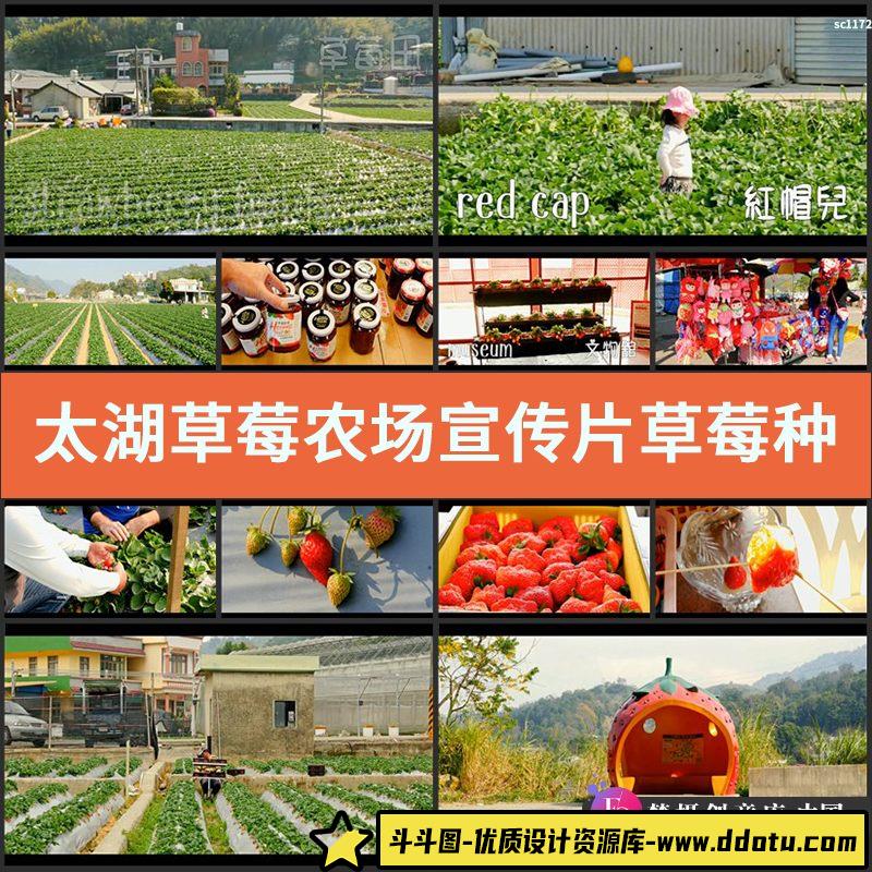 太湖草莓农场 宣传片草莓种植园风光 草莓采摘 高清实拍视频素材-斗斗图