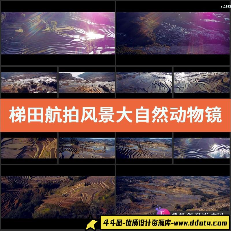 梯田航拍风景大自然动物视频素材镜头光晕水稻云南水田农业-斗斗图