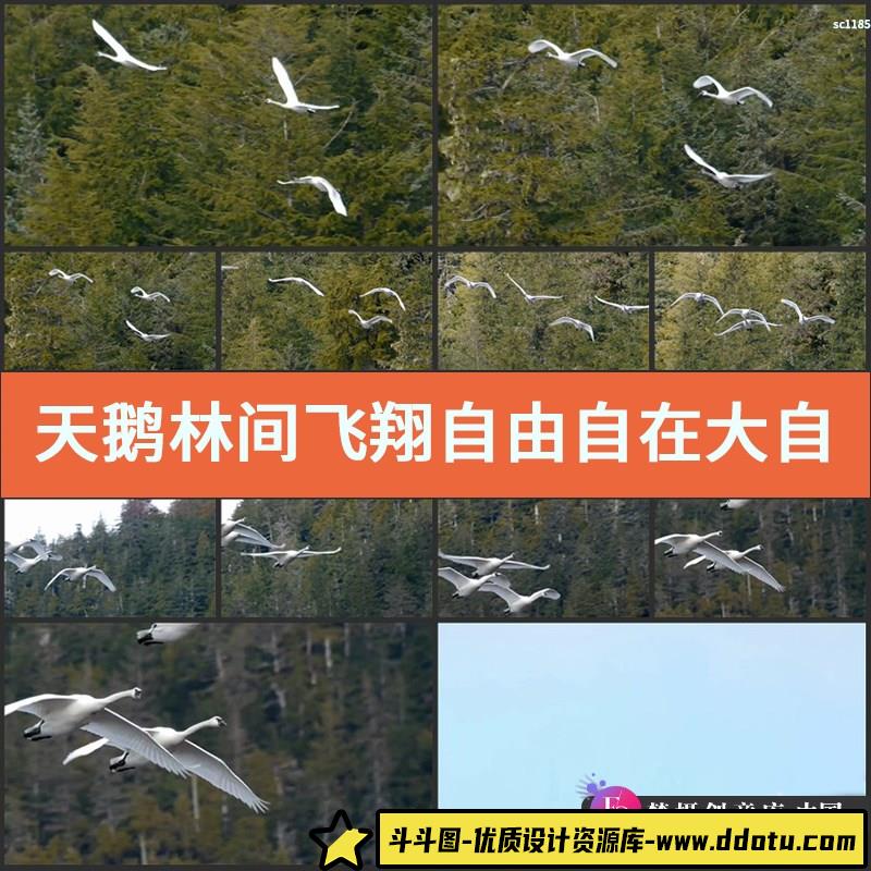 天鹅林间飞翔自由自在大自然保护区鸟类生活高清视频实拍影视素材-斗斗图