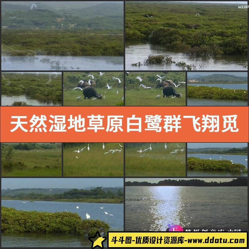 天然湿地草原 白鹭群飞翔觅食 一行白鹭上青天VJ实拍高清视频素材-斗斗图