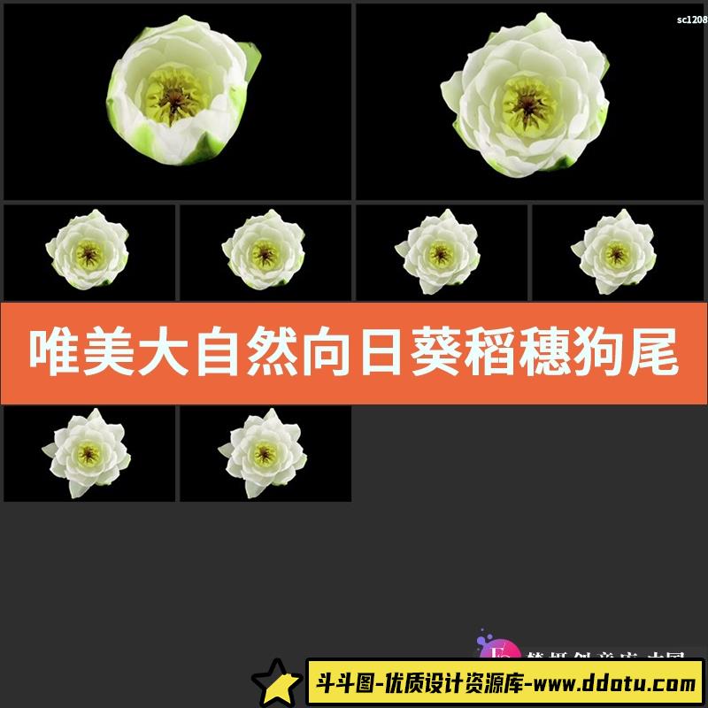 唯美大自然向日葵稻穗狗尾巴草冰雪融化海岸航拍雪山川 视频素材-斗斗图