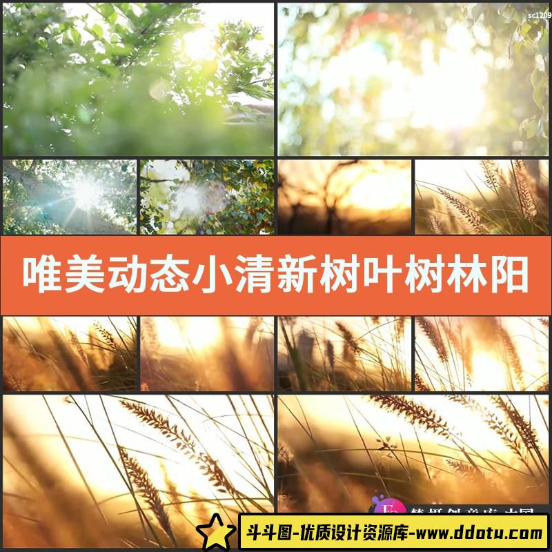 唯美动态小清新树叶树林阳光空镜头 大自然春天夏天绿叶视频素材-斗斗图
