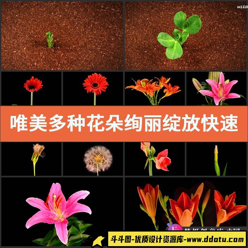唯美多种花朵绚丽绽放快速开放植物破土而出延时高清实拍视频素材-斗斗图
