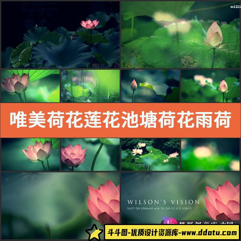 唯美荷花莲花 池塘荷花 雨荷 莲花特写近拍荷叶荷塘实拍视频素材-斗斗图