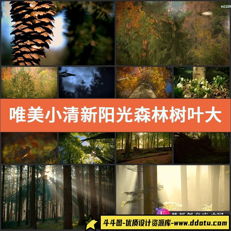唯美小清新阳光森林树叶大自然树林绿叶春天夏天景色实拍视频素材-斗斗图