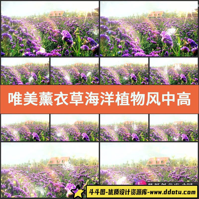 唯美薰衣草海洋植物风中高山紫色花自然风光高清实拍视频制作素材-斗斗图