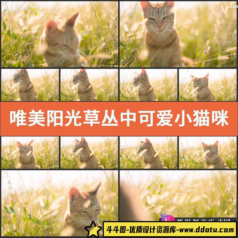 唯美阳光草丛中可爱小猫咪行走东张西望小草摇摆高清实拍视频素材-斗斗图