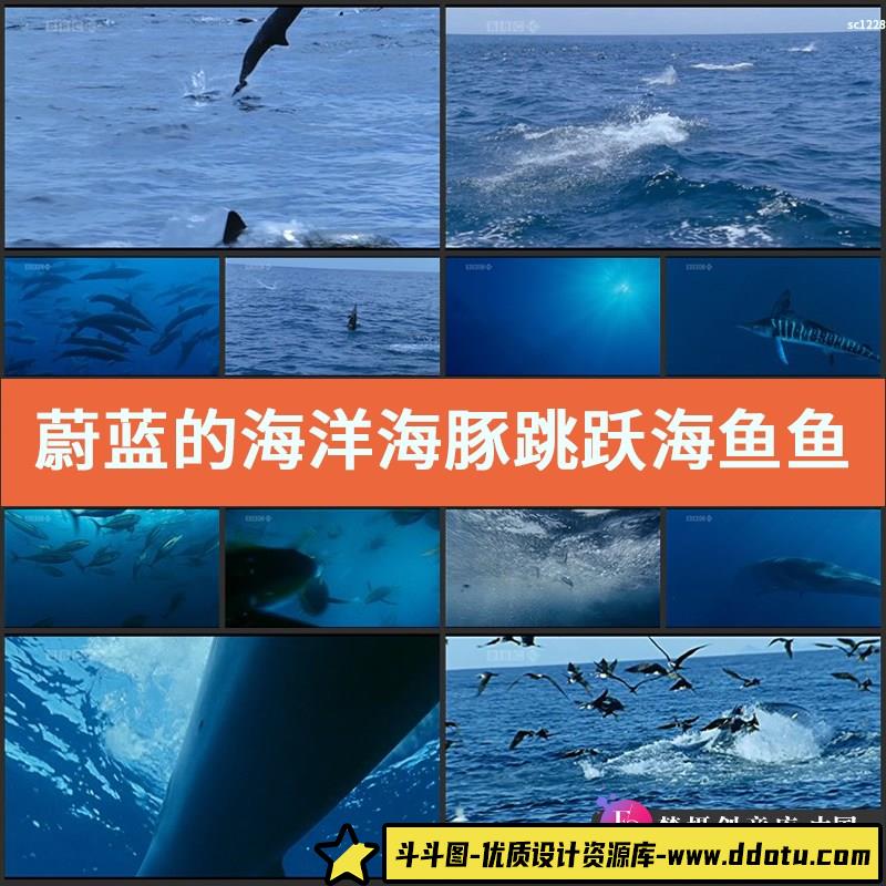 蔚蓝的海洋 海豚跳跃 海鱼鱼群 海面海鸥海鸟 高清实拍视频素材-斗斗图
