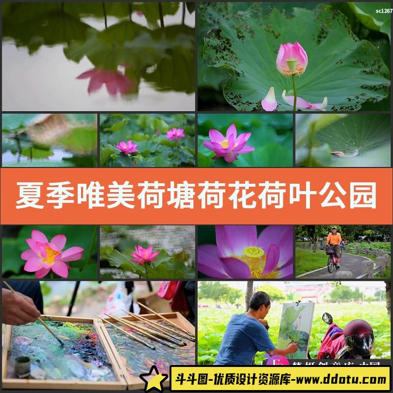 夏季唯美荷塘荷花荷叶公园高清实拍视频素材唯美风光片-斗斗图