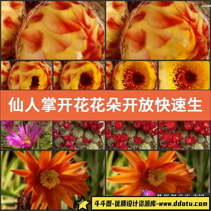 仙人掌开花 花朵开放快速生长 高清实拍视频素材-斗斗图