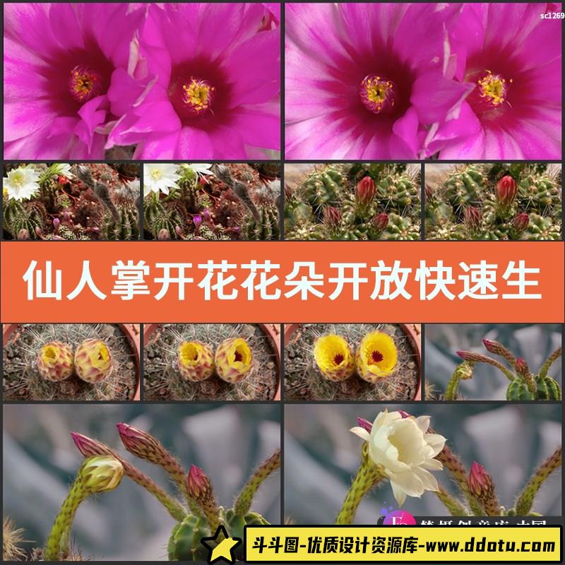 仙人掌开花 花朵开放快速生长高清实拍视频素材-斗斗图