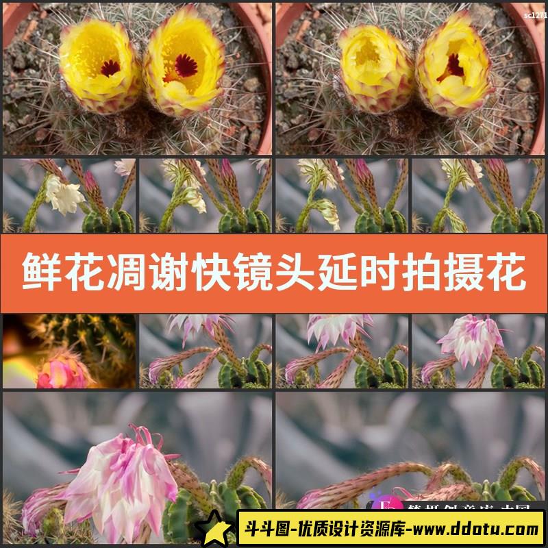 鲜花凋谢快镜头 延时拍摄花朵快速凋零 高清实拍动态视频素材-斗斗图