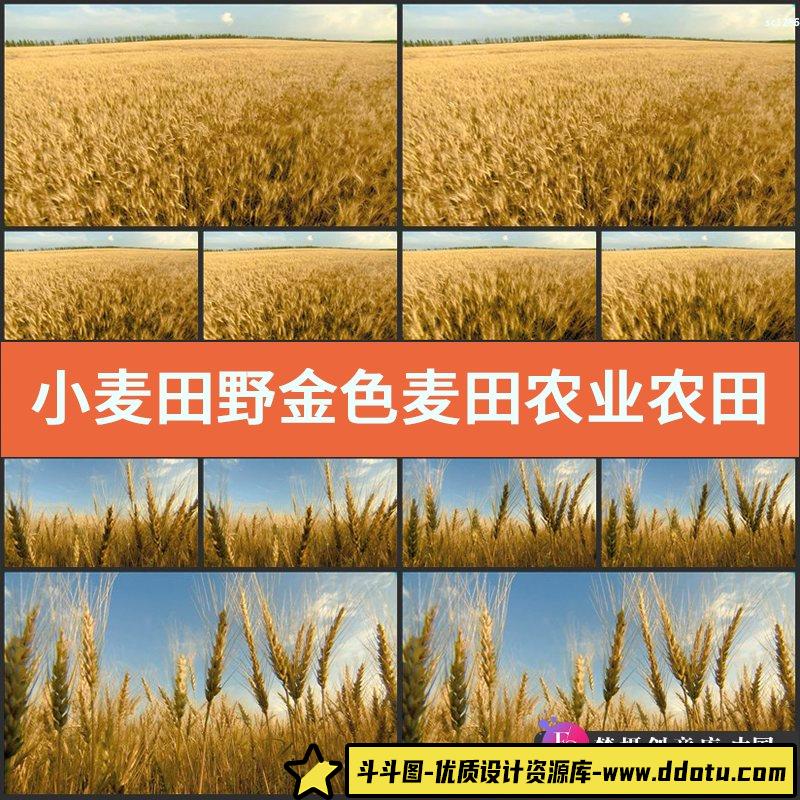 小麦田野 金色麦田 农业农田 生产丰收 高清实拍视频素材-斗斗图