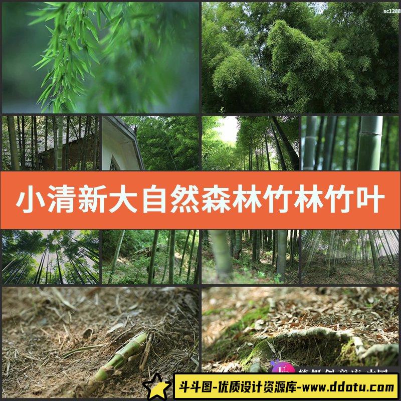 小清新 大自然森林 竹林竹叶水滴空镜头 竹子生长 实拍视频素材-斗斗图