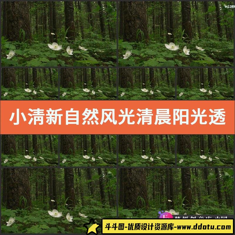 小淸新自然风光清晨阳光透过树木森林风景 绿色青草 高清视频素材-斗斗图