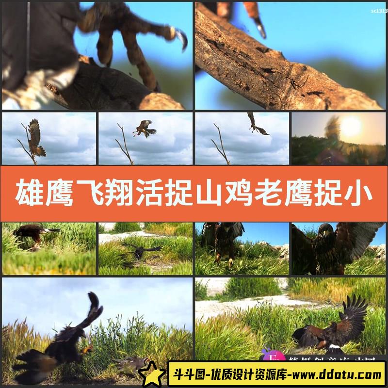 雄鹰飞翔 活捉山鸡 老鹰捉小鸡 中国高清实拍视频素材-斗斗图