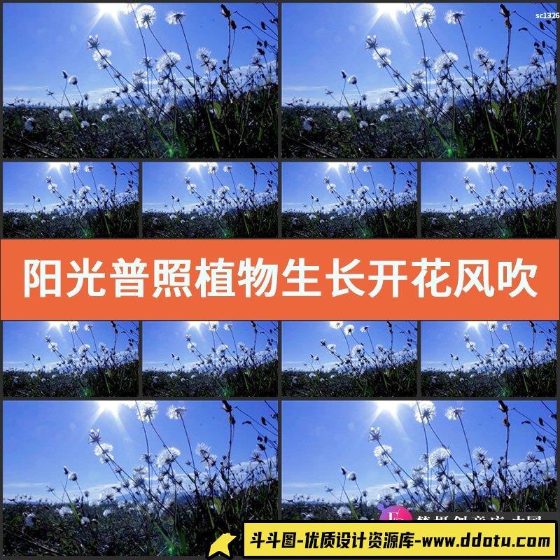 阳光普照植物生长开花风吹摇摆清新甜美画面高清实拍视频素材-斗斗图