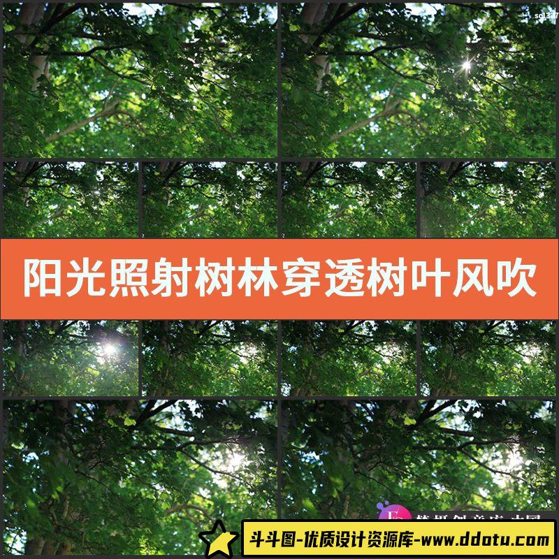 阳光照射树林穿透树叶风吹树叶摆动小清新大自然高清实拍视频素材-斗斗图