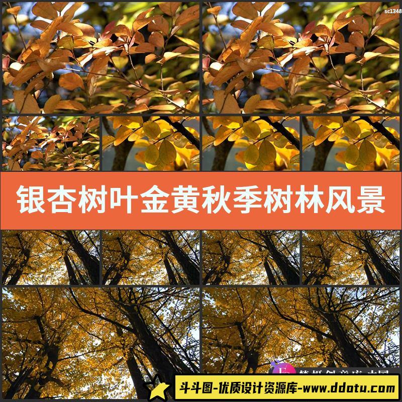 银杏树叶金黄秋季树林风景 落叶枯黄景色阳光 实拍高清视频素材-斗斗图