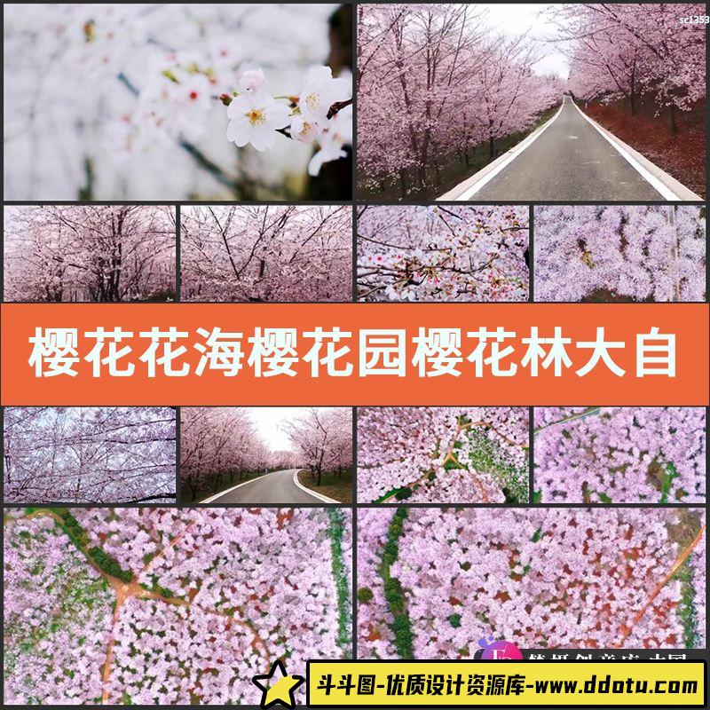 樱花花海樱花园樱花林大自然风景 贵阳 平坝 万亩实拍视频素材-斗斗图