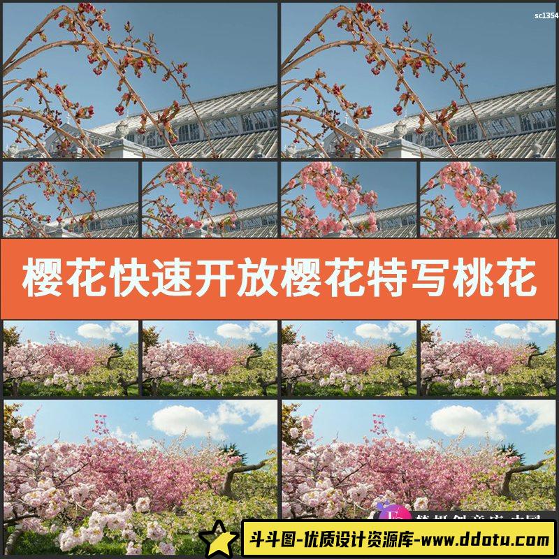 樱花快速开放樱花特写 桃花世外桃源宣传片高清实拍视频素材-斗斗图