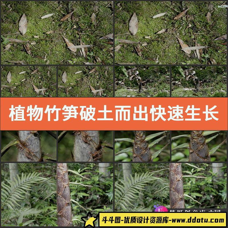 植物竹笋破土而出快速生长高清实拍视频素材 植物延时摄影素材-斗斗图