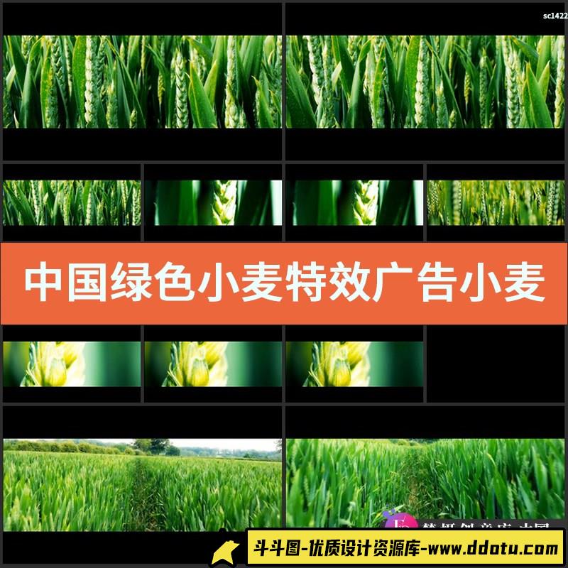 中国绿色小麦特效 广告小麦 青色的小麦高清实拍视频素材-斗斗图
