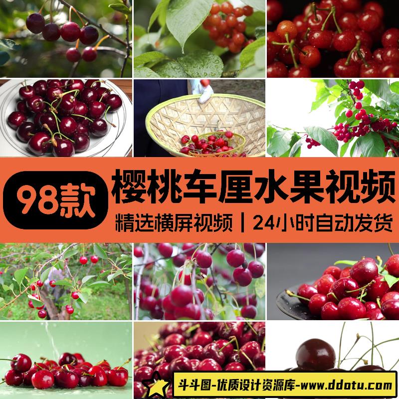 大樱桃果园水果红色樱桃树枝头果实特写成熟采摘车厘子短视频素材-斗斗图