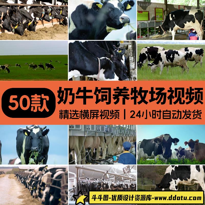 奶牛群草原饲养吃草养牛场牧场饲料挤奶牧业养殖农场实拍视频素材-斗斗图