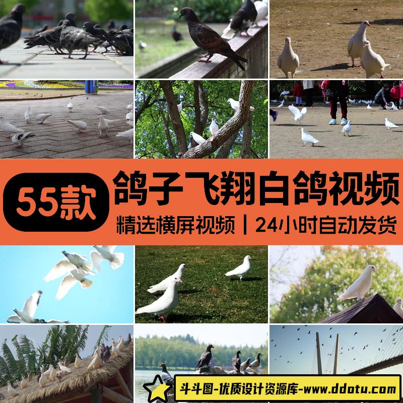 鸽子飞翔白鸽放飞梦想和平鸽信鸽喂养殖观赏鸽子剪辑实拍视频素材-斗斗图