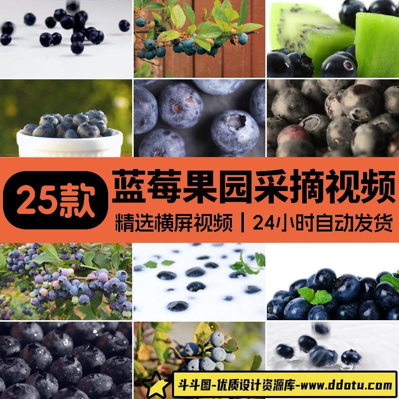 蓝莓果园采摘成熟蓝莓树上果实特写种植农庄高清实拍剪辑视频素材-斗斗图