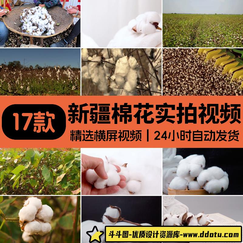 新疆优质长绒棉花农作物收割棉花地棉絮制品特写实拍高清视频素材-斗斗图