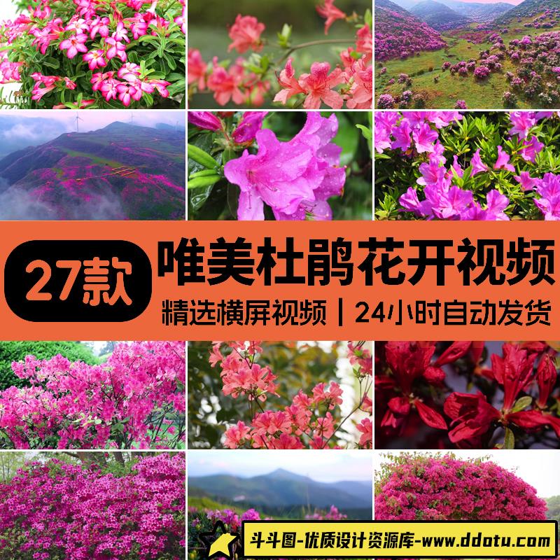 杜鹃花盛开漫山唯美春天花海春暖花开绽放盛开映山红实拍视频素材-斗斗图