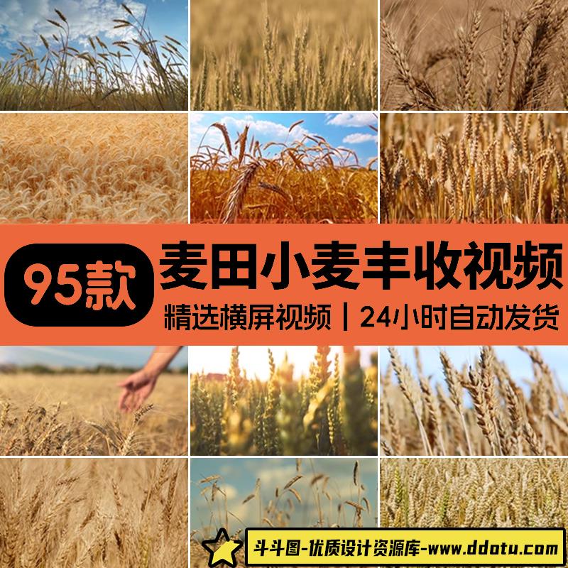 农业丰收秋季麦田发展麦苗青绿色麦穗金色小麦子成熟粮食视频素材-斗斗图