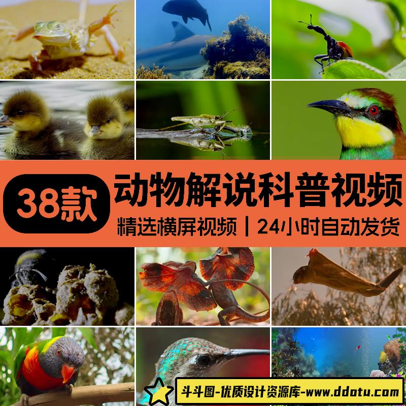 野生动物猎捕经典科普类中视频计划解说高清无水印视频剪辑素材-斗斗图