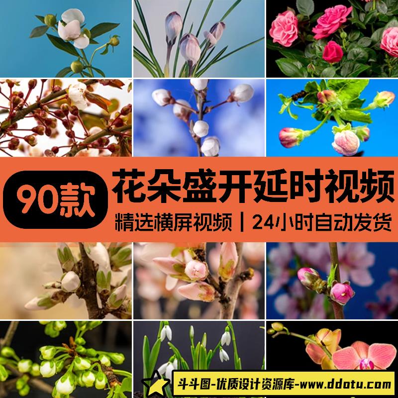 春天植物花草春暖花开花朵鲜花生长盛开绽放过程延时实拍视频素材-斗斗图