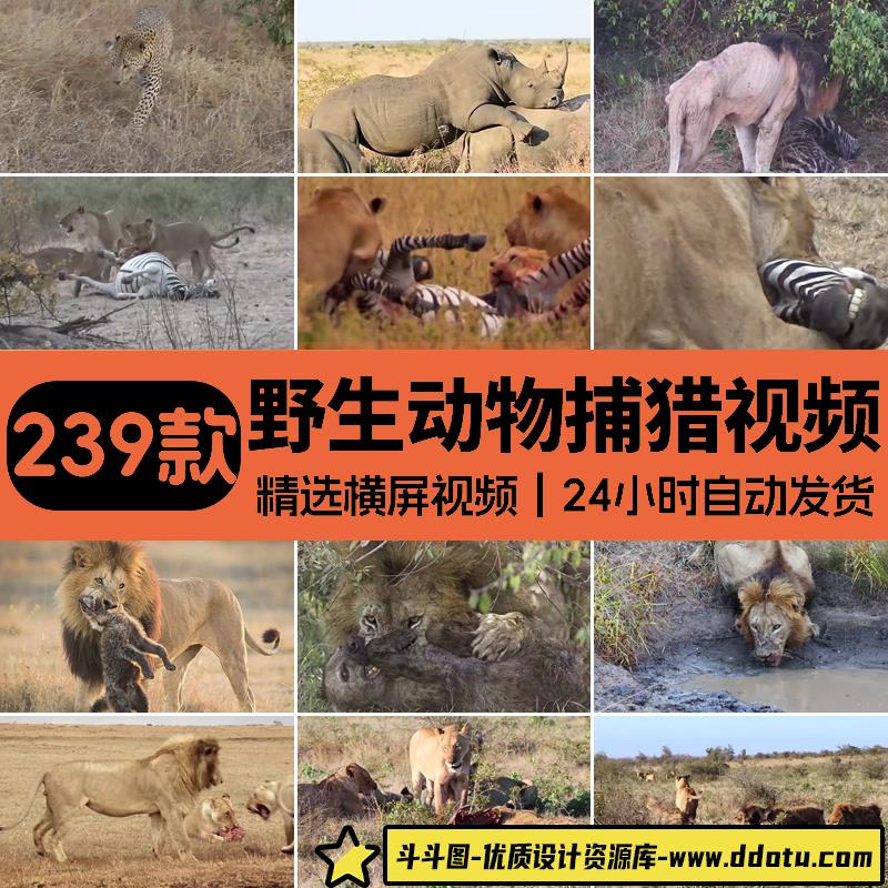 国外国野生动物觅食捕猎场面纪实片纪录片中视频解说高清剪辑素材-斗斗图