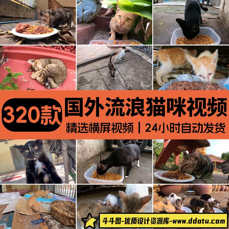 国外实拍流浪猫咪觅食投喂猫粮纪实纪录拍摄中视频解说高清素材-斗斗图