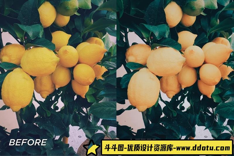 人像LR预设向日葵花田清新胶片人像预设+预设lr预设ps滤镜pr调色lightroom人像lut插件