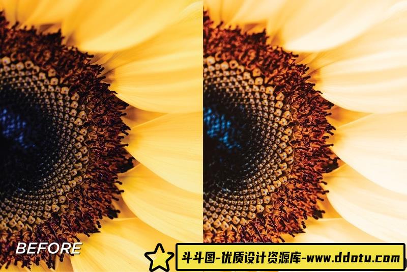 人像LR预设向日葵花田清新胶片人像预设+预设lr预设ps滤镜pr调色lightroom人像lut插件