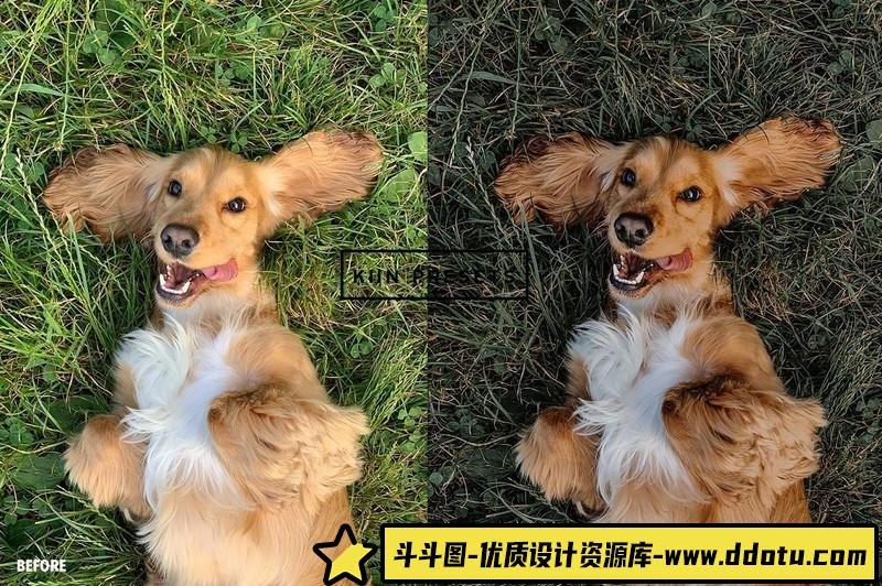 人像LR预设风格森系人像质感电影胶片预设lr预设ps滤镜pr调色lightroom人像lut插件