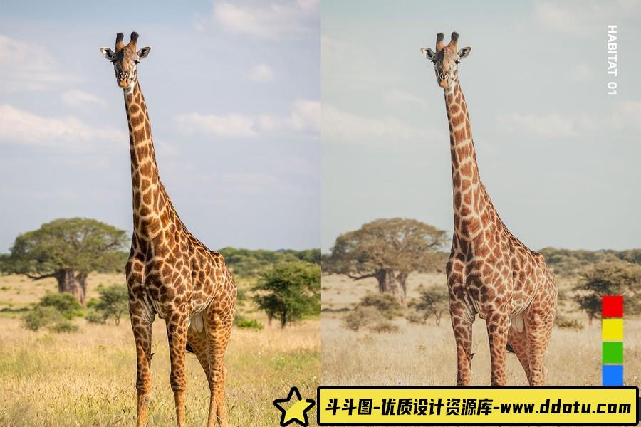 野生动物摄影后期Lightroom预设及电影短视频后期调色LUT预设